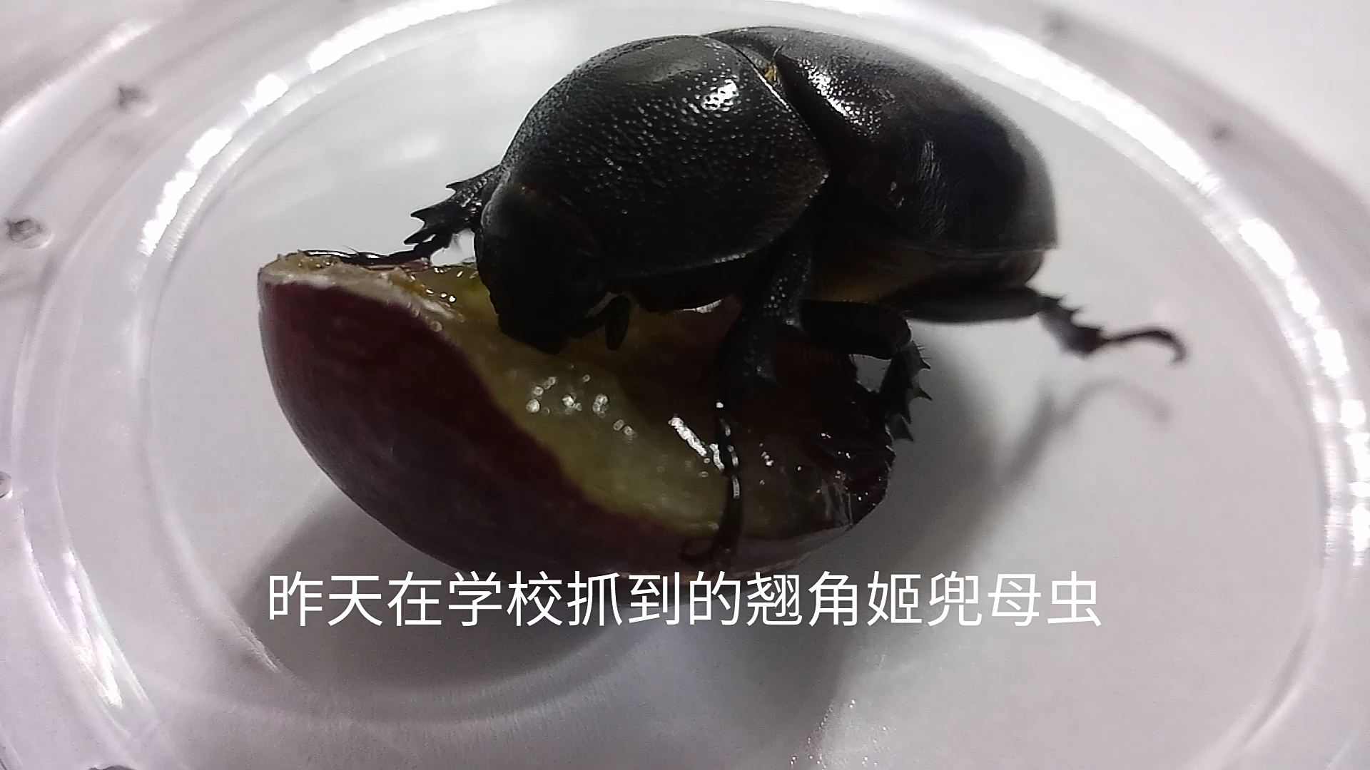 翘角姬兜母虫大口吔葡萄