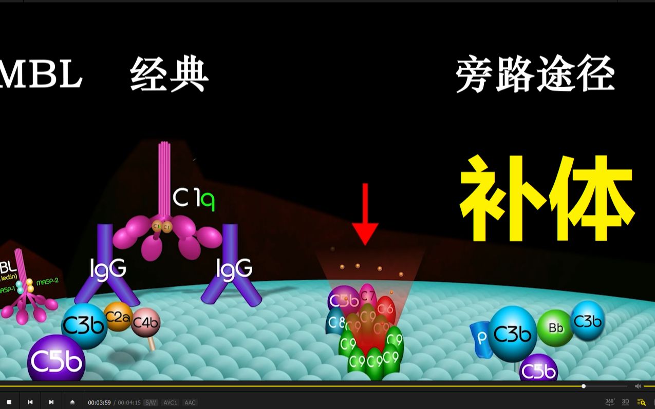 【免疫三分钟】补体的激活途径:抗体知道,那补体又是什么呢?经典/MBL/旁路激活途径哔哩哔哩bilibili