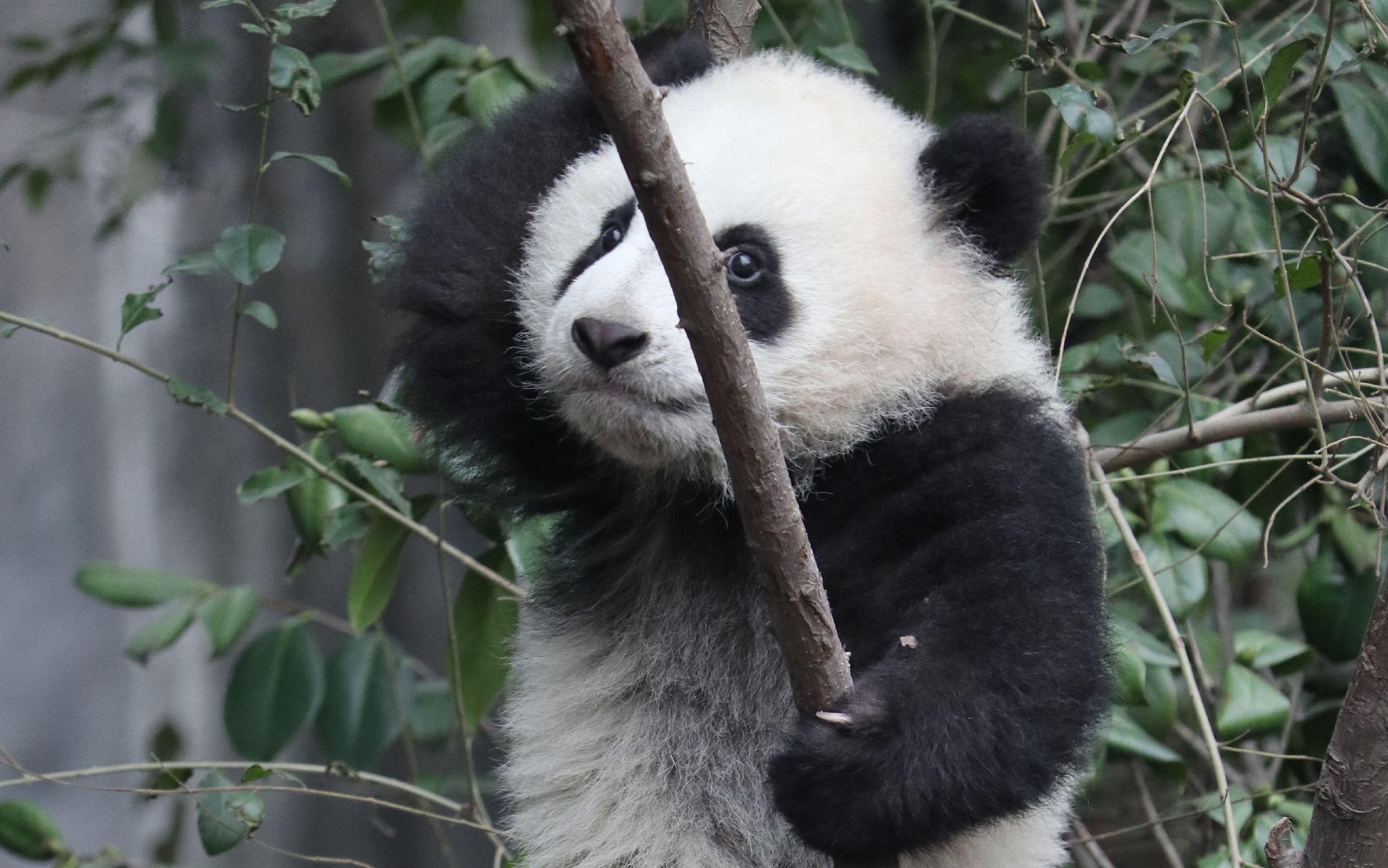 大熊猫小馨宝宝我和我最后的倔强抱紧小树坚决不放20180324
