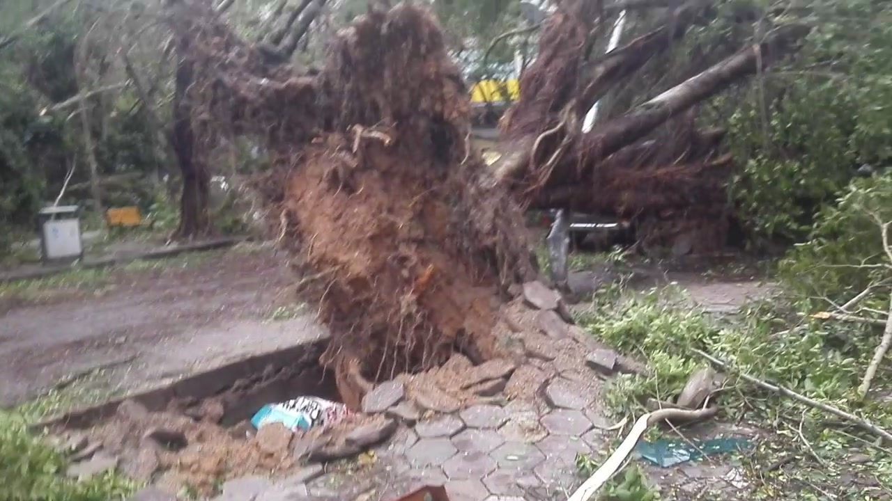 路拍台风“天鸽”过后的街道(珠海香洲一职至山场)哔哩哔哩bilibili