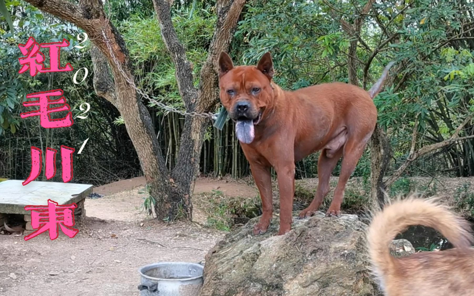帅气的红毛川东拥有比特犬肌肉线条,外形丝毫不逊色于比特犬!