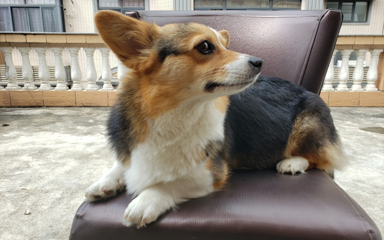 【柯基】小短腿之周末起来嗨