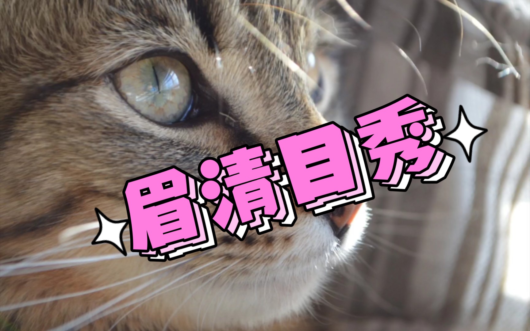 那些盛世美颜的猫咪大头贴壁纸