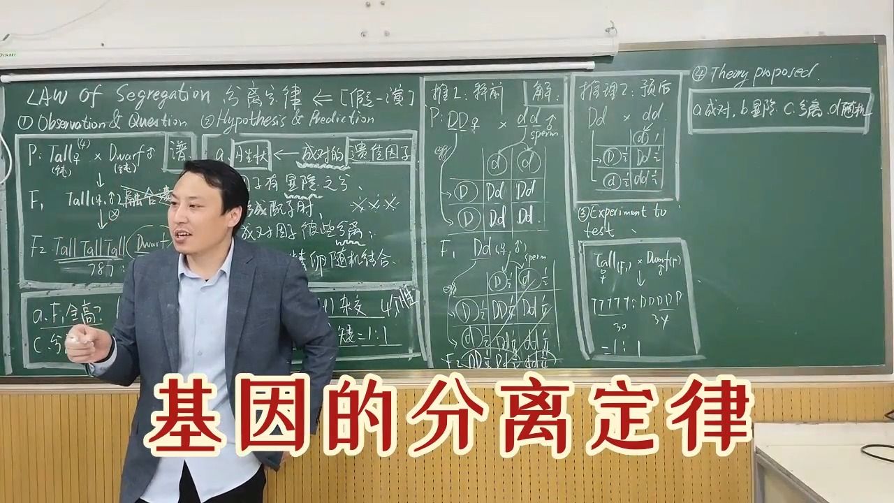 Download Video: 基因的分离定律：①观察与提问；②假设与推理；③实验去验证；④理论的提出