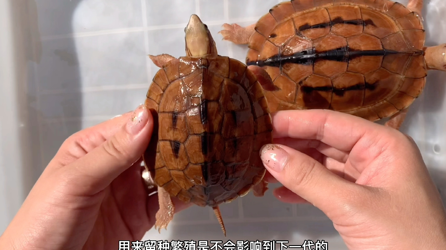 带大家一起看看龟龟如何分别错甲跟正常的龟龟