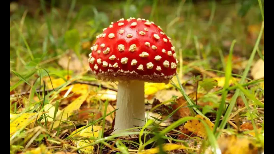 毒蘑菇红伞伞白杆杆吃完一起躺板板