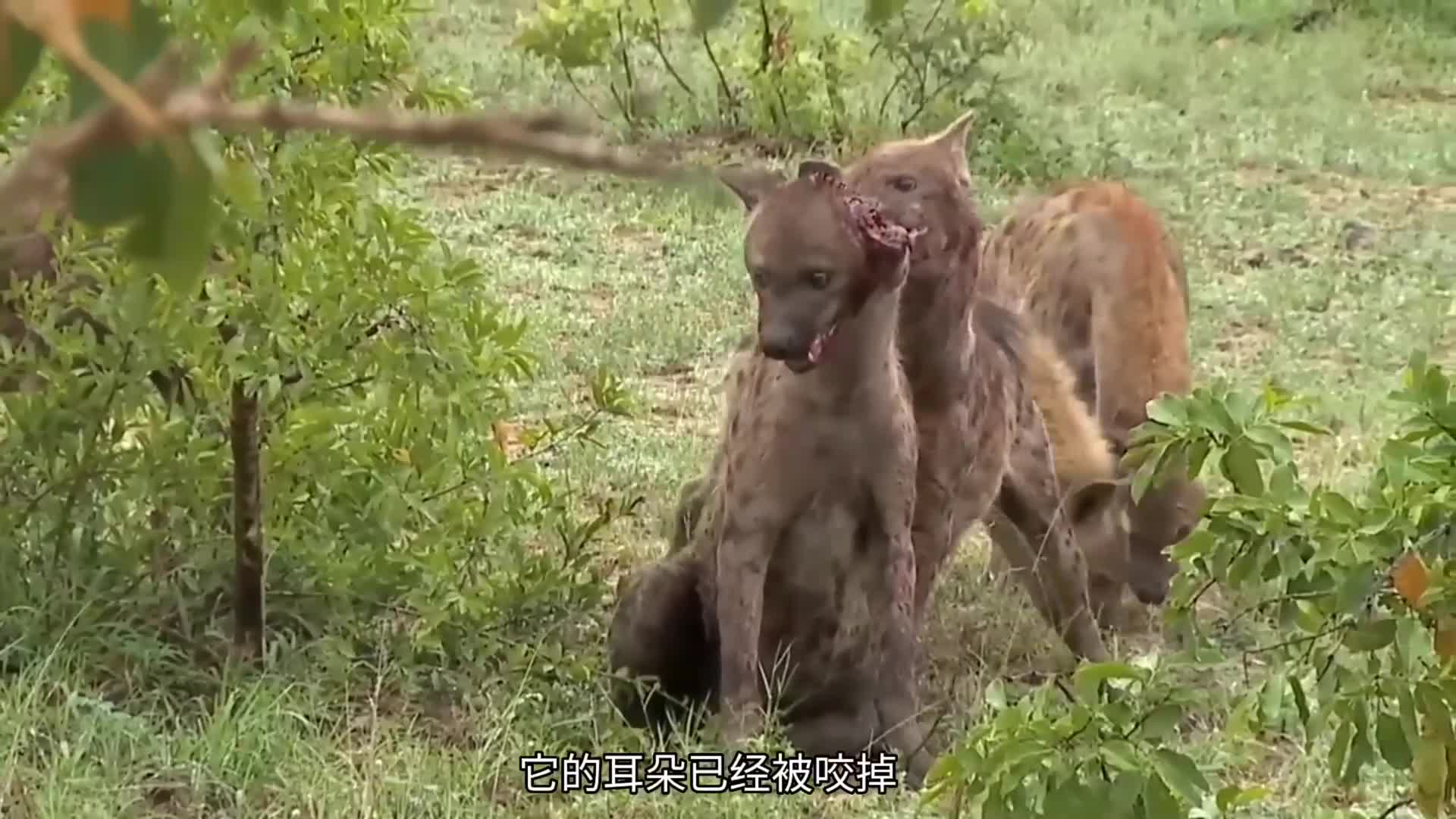 鬣狗咬掉鬣狗女王耳朵,霸占女王之位,场面极其凶残