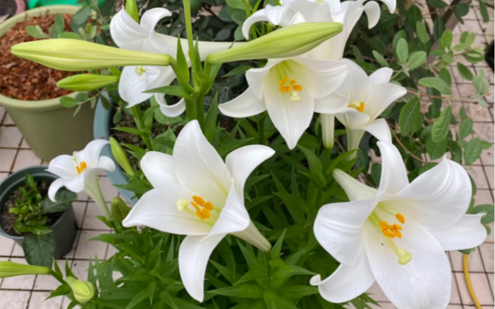 [图]广东能自然复花的百合，开花了🌼！