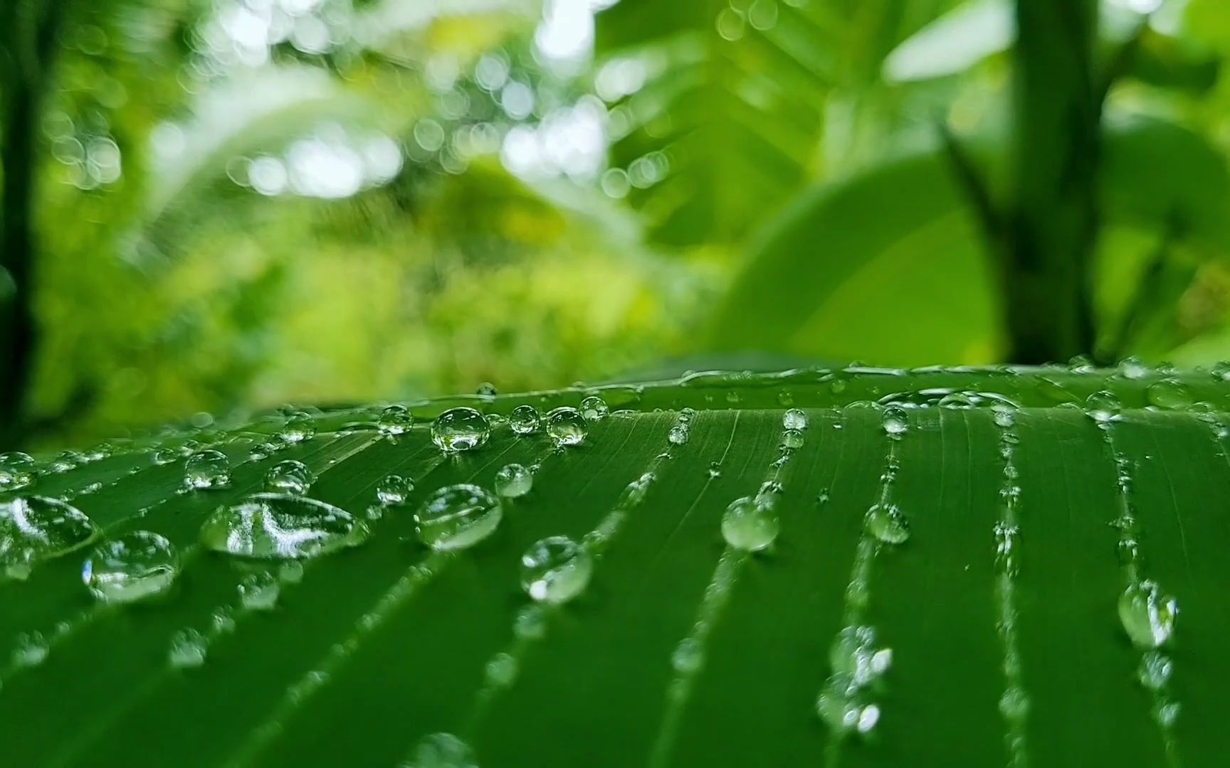 下雨天水滴露珠微距拍攝視頻素材