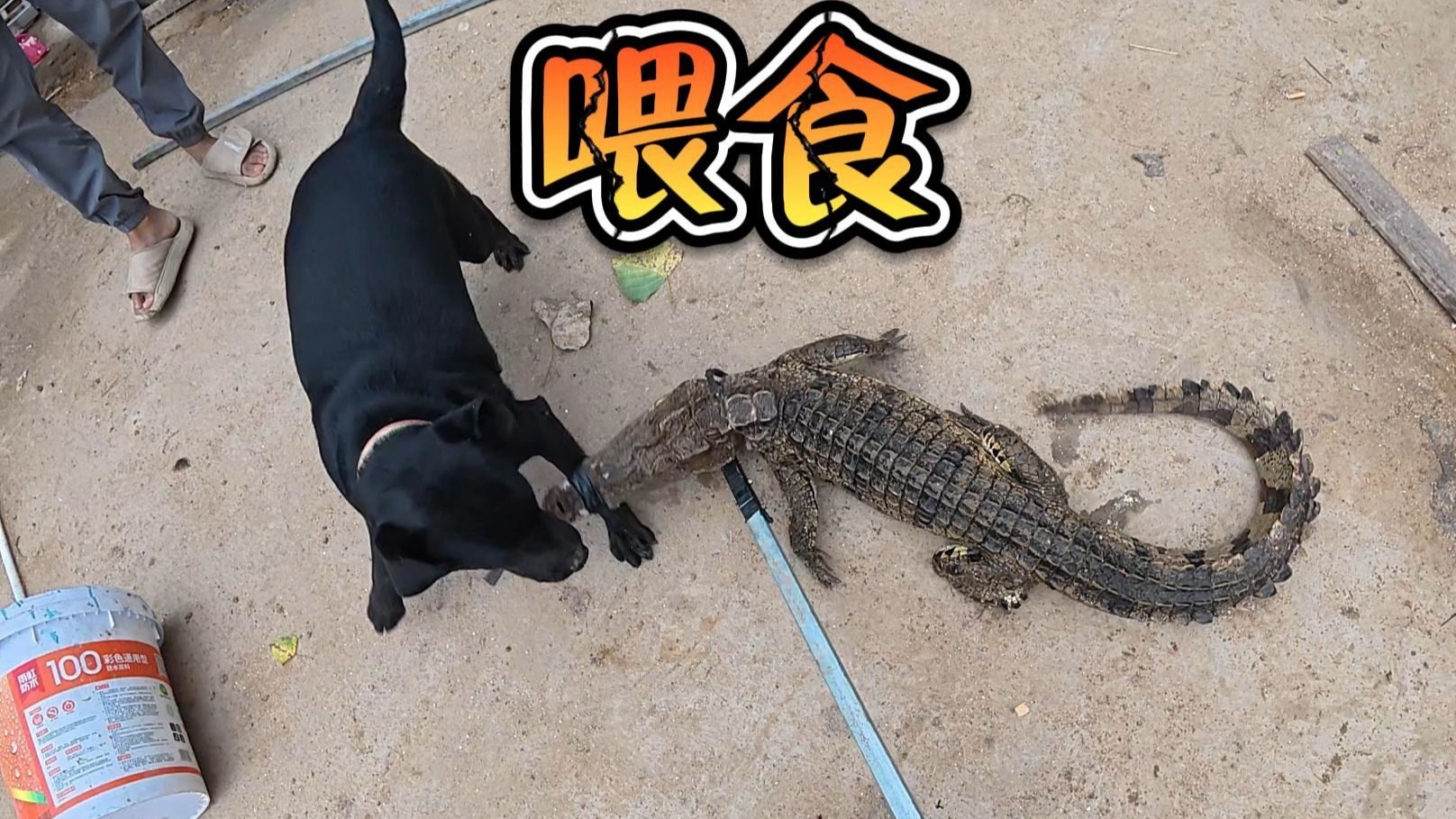 给鳄鱼喂食真难呀！