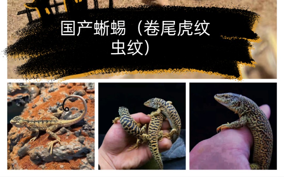 【国产】卷尾蜥蜴 虎纹虫纹捷_哔哩哔哩_bilibili