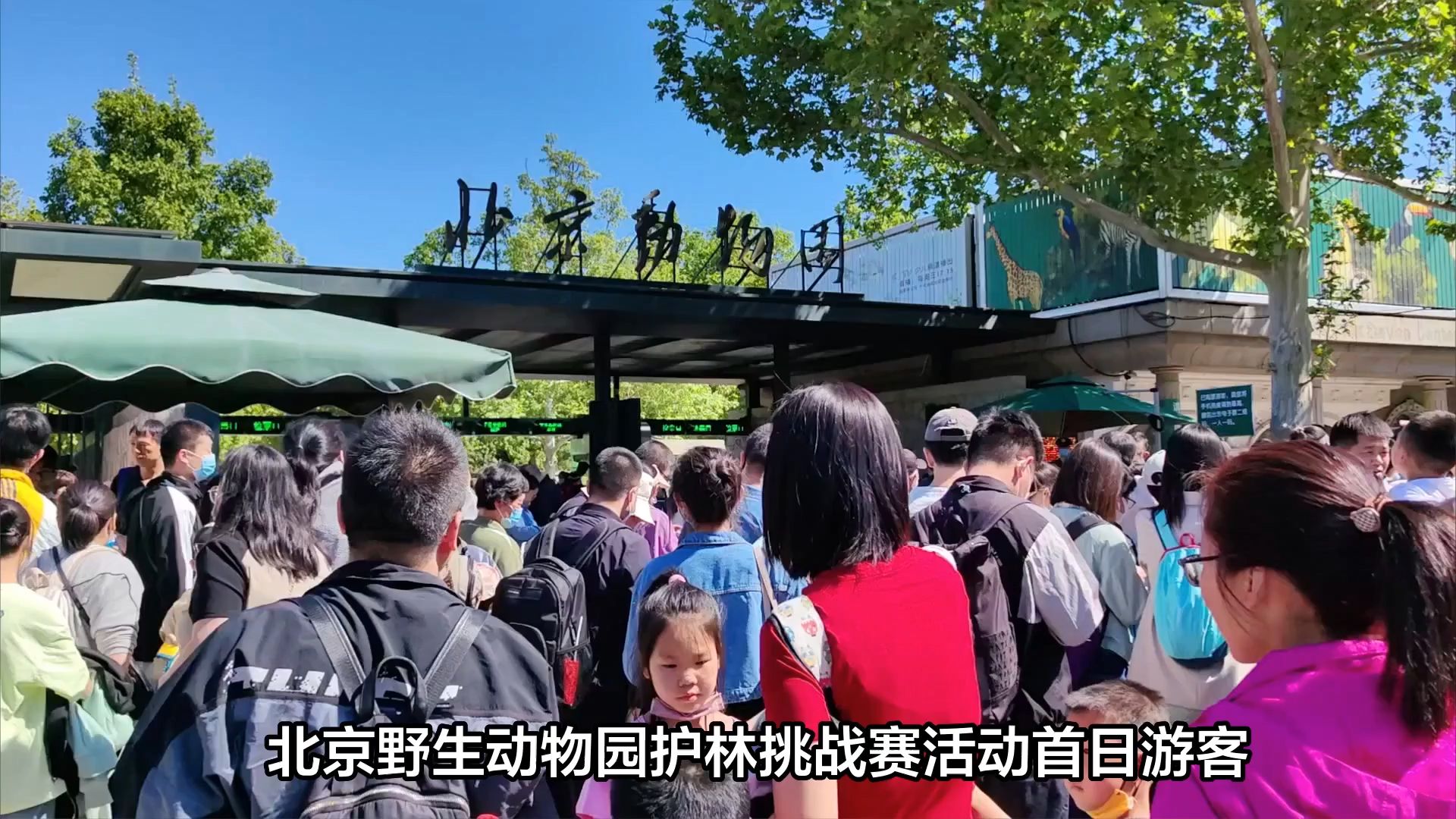 北京野生动物园办抓美国白蛾大赛，冠军抓虫超 1 公斤！这种除虫活动能全城推广吗？