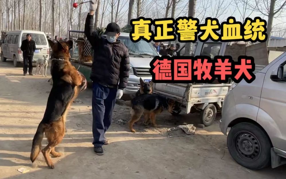 狗市发现警犬血统的德国牧羊犬,弹跳能力一流,惹多人围观哔哩哔哩bilibili