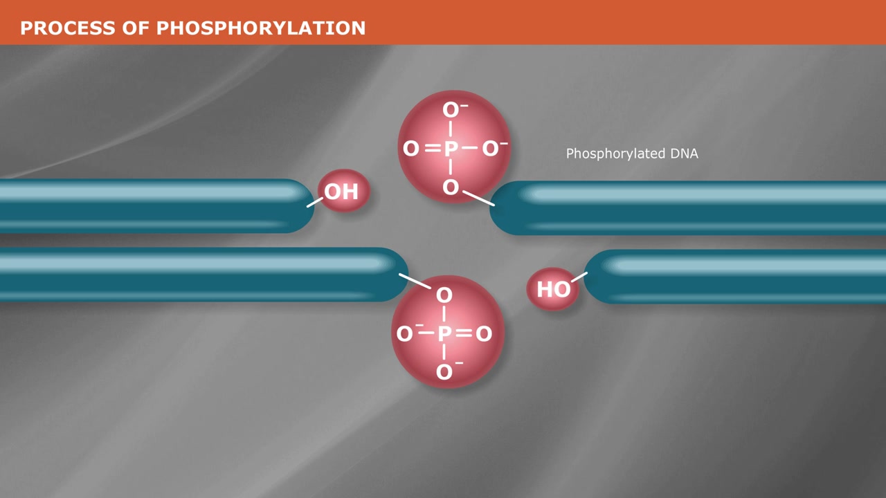 DNA 磷酸化机制哔哩哔哩bilibili