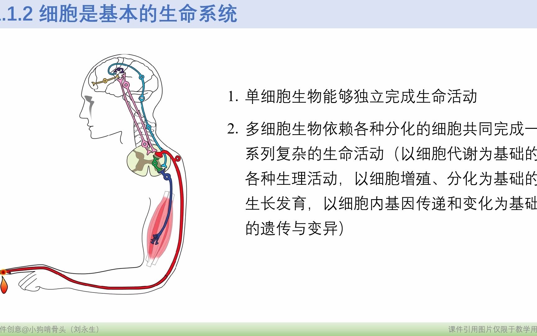 1.1.1细胞是生命系统的基本单位第二部分哔哩哔哩bilibili