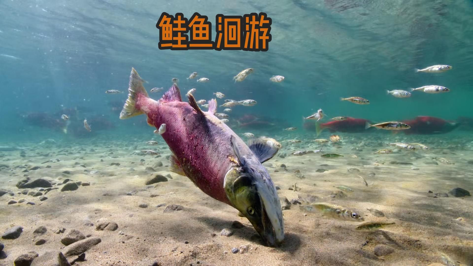 鲑鱼神奇的洄游