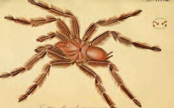 智利山猫捕鸟蛛欣赏,一款传说级的捕鸟蛛品种