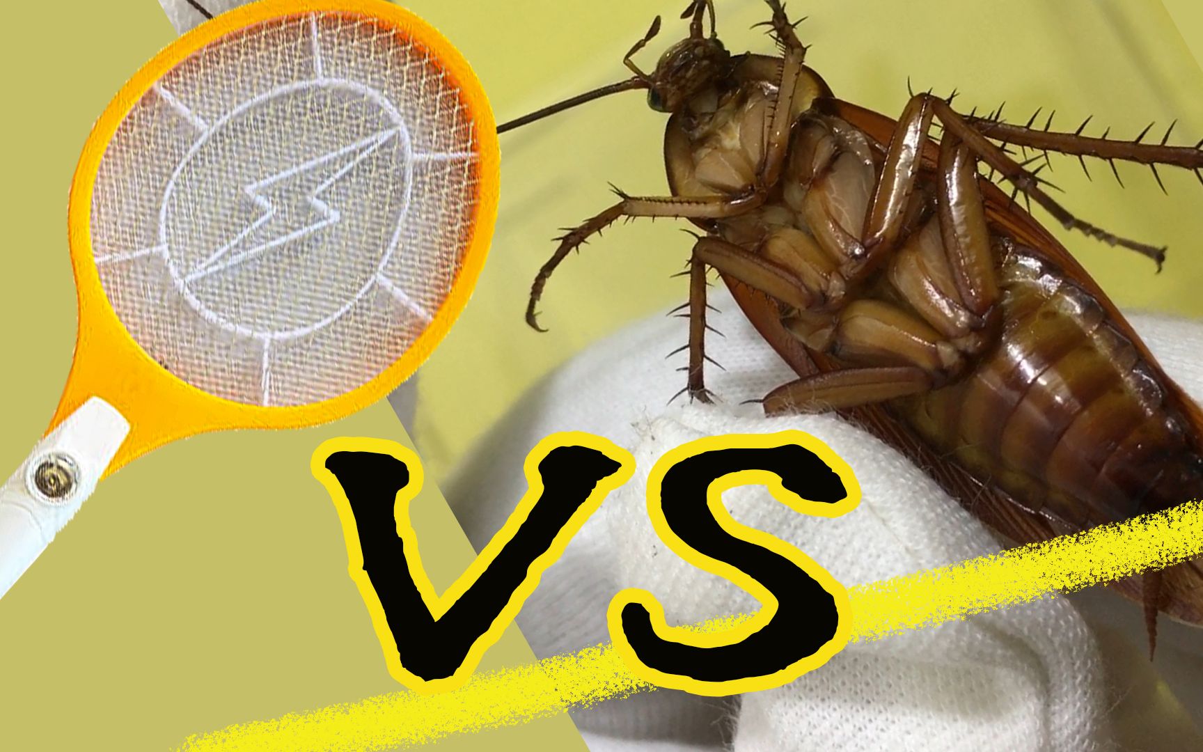 霸气大蟑螂挑战电蚊拍,上一秒威武帅气舞长须, 下一秒直接趴下