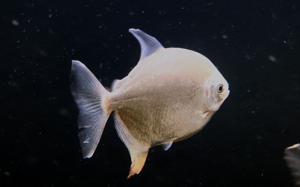 申古黄勾丁银板开箱(真61上学前最后一条)