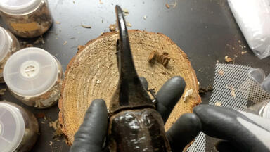 ❝无兜❞さま購入 兔子兜🐰