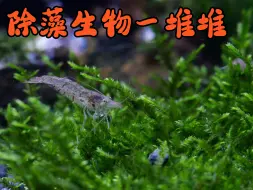 Tải video: 穷人除藻解决方案推荐，各种除藻生物的优点和缺点