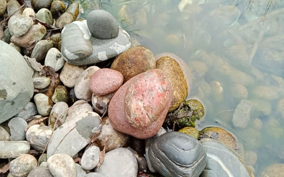 河滩一下午捡了这么多石头!猪肉石再现!