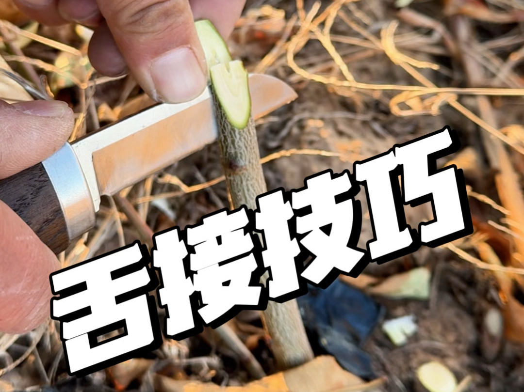 八年级下册生物嫁接(八年级下册生物嫁接手工怎么做)  第2张