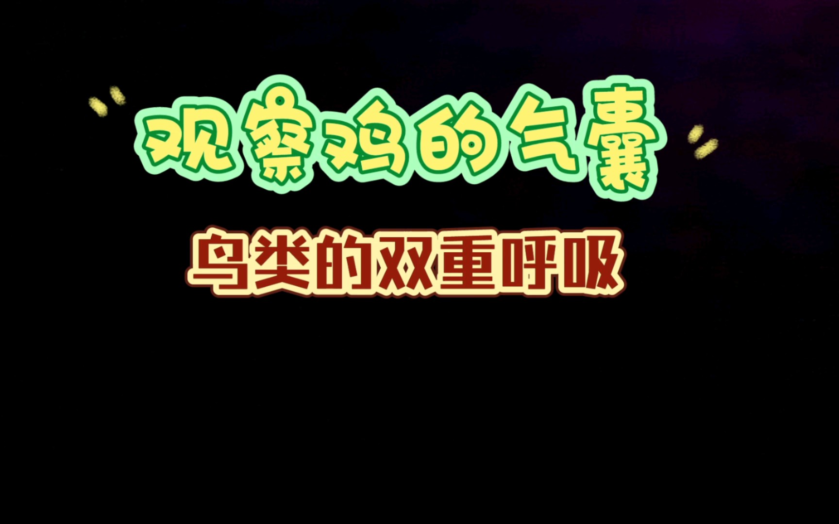 初中生物实验观察鸡的气囊—鸟类的双重呼吸哔哩哔哩bilibili