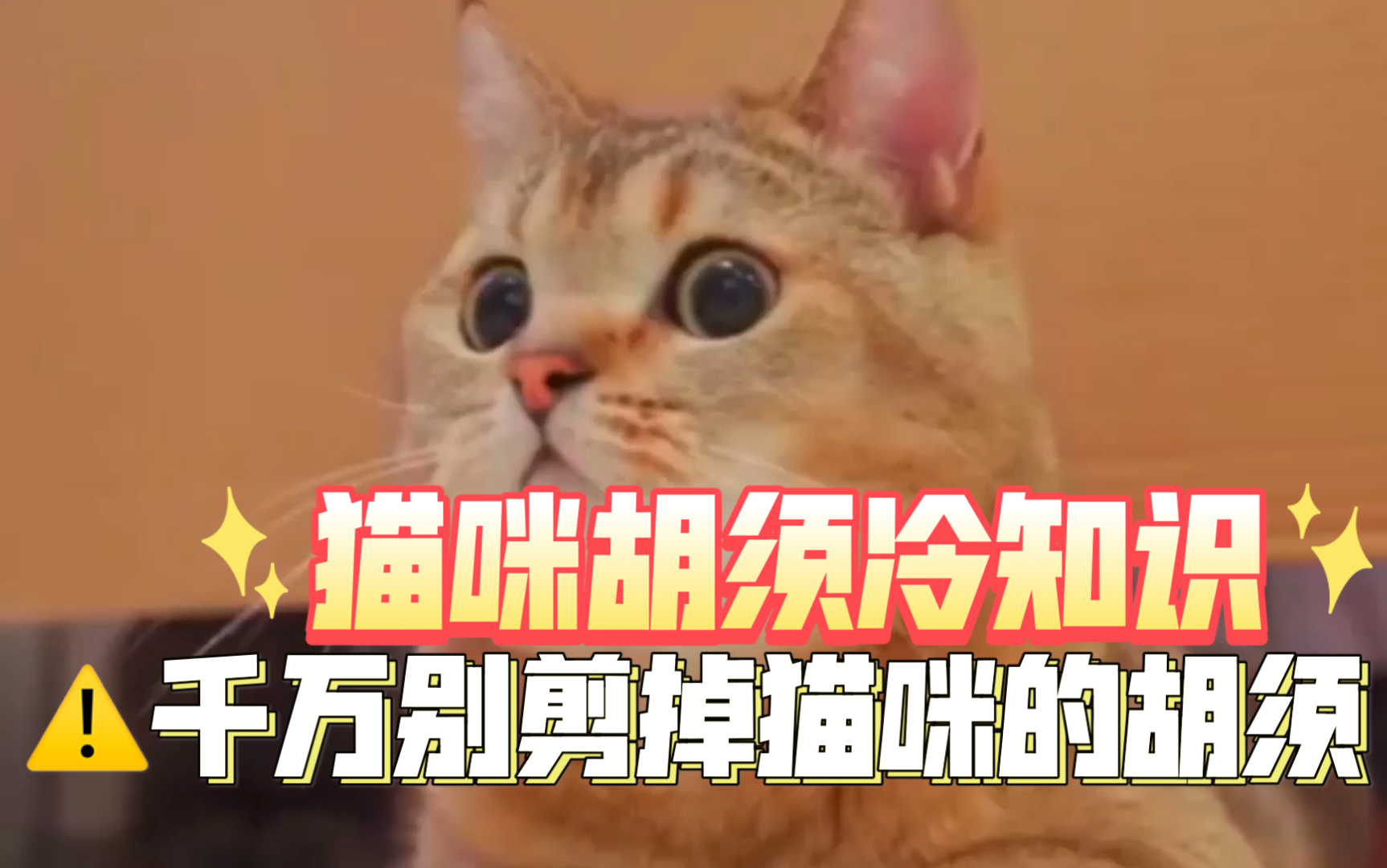 【科普】猫咪胡须冷知识哔哩哔哩bilibili