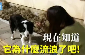 Download Video: 狗真的不能随便捡啊！