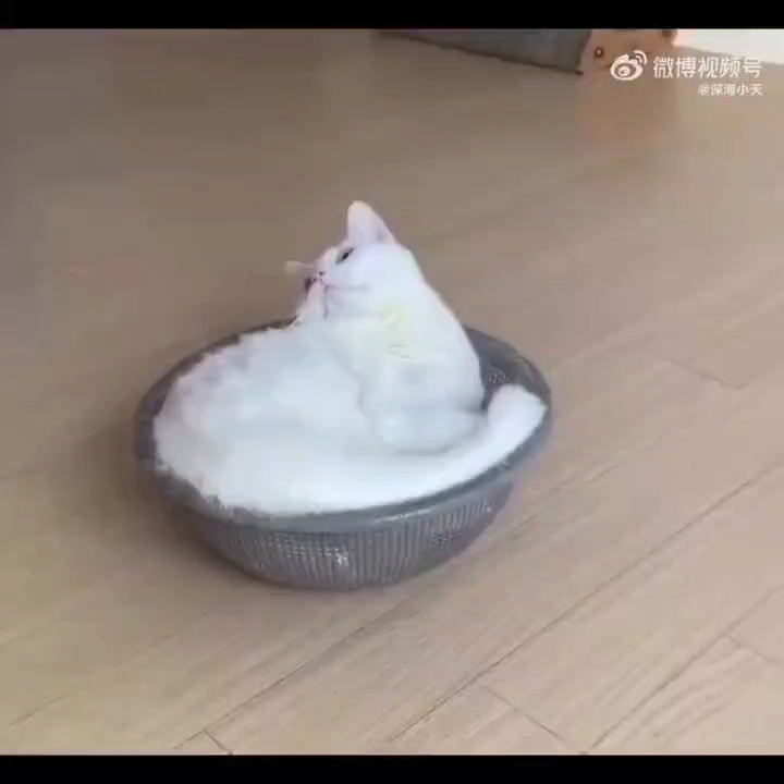 猫卡斯基第一定律:猫落地时必然正面朝上哔哩哔哩bilibili