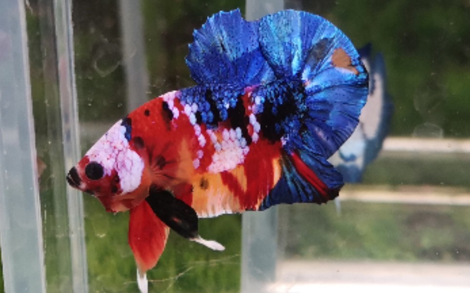 什么样子的斗鱼才是糖果星河将军斗鱼泰国斗鱼