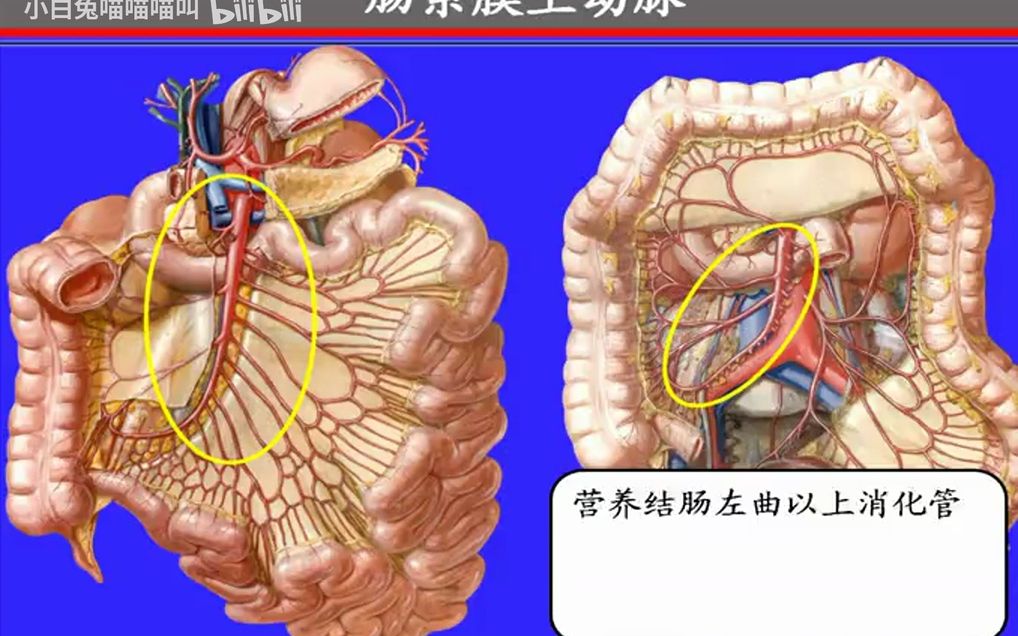 99.腹主动脉——系统解剖学、局部解剖学——这一套就够了哔哩哔哩bilibili