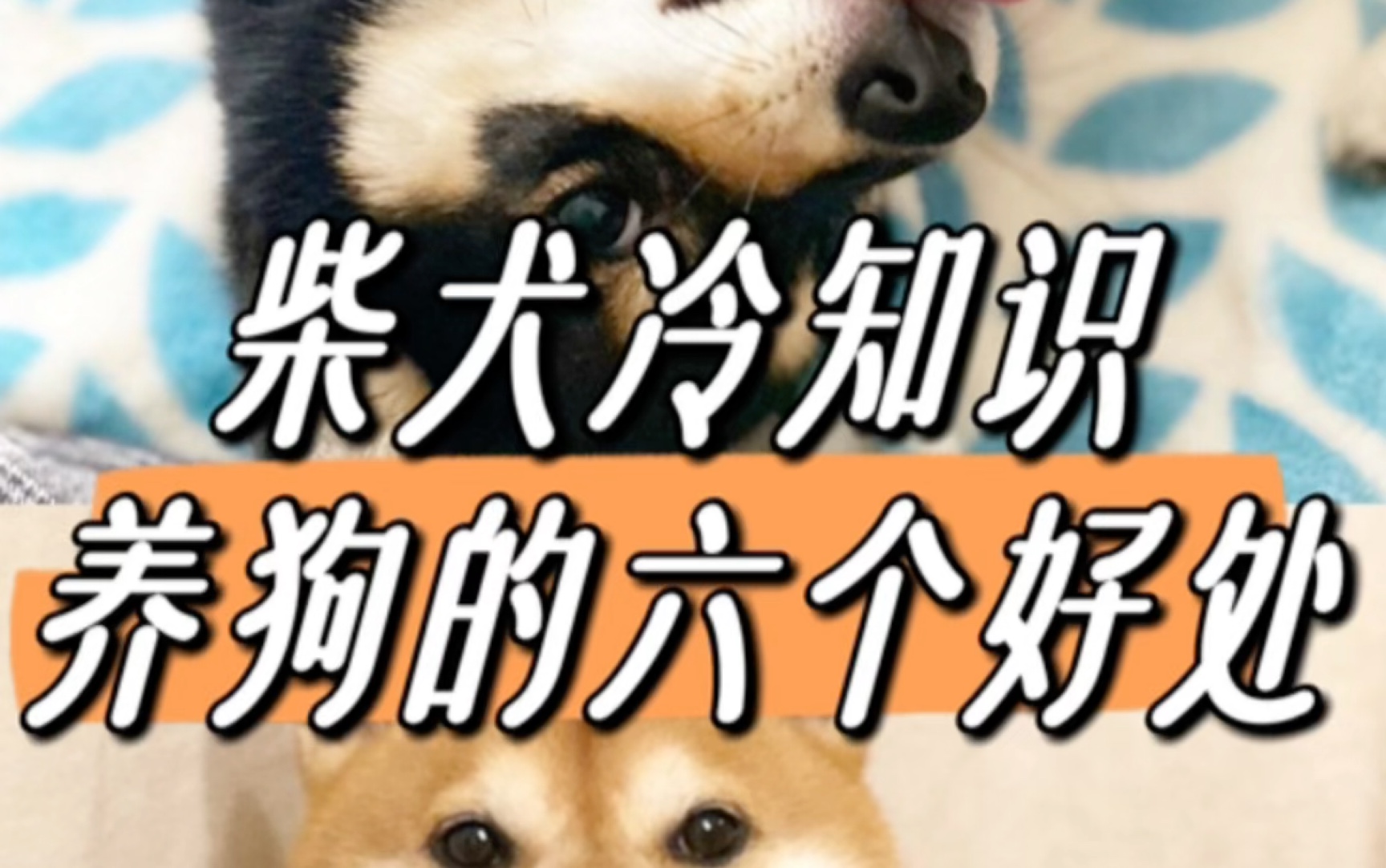 柴犬冷知识!养狗的六个好处!哔哩哔哩bilibili