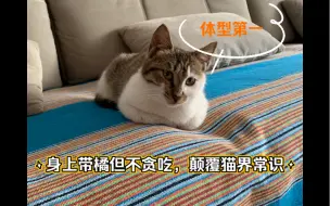 Descargar video: 另类小猫咪，明明身上带橘却不贪吃，5个月大体重5.2斤太标准了