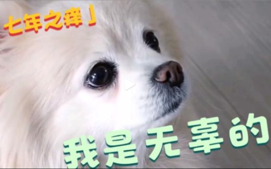 [图]狗狗也会有“七年之痒”吗？如果爱犬行为反常，可需要多注意啦