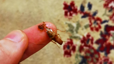 带大家认识一下母蟑螂 见到一定不能放过(2)