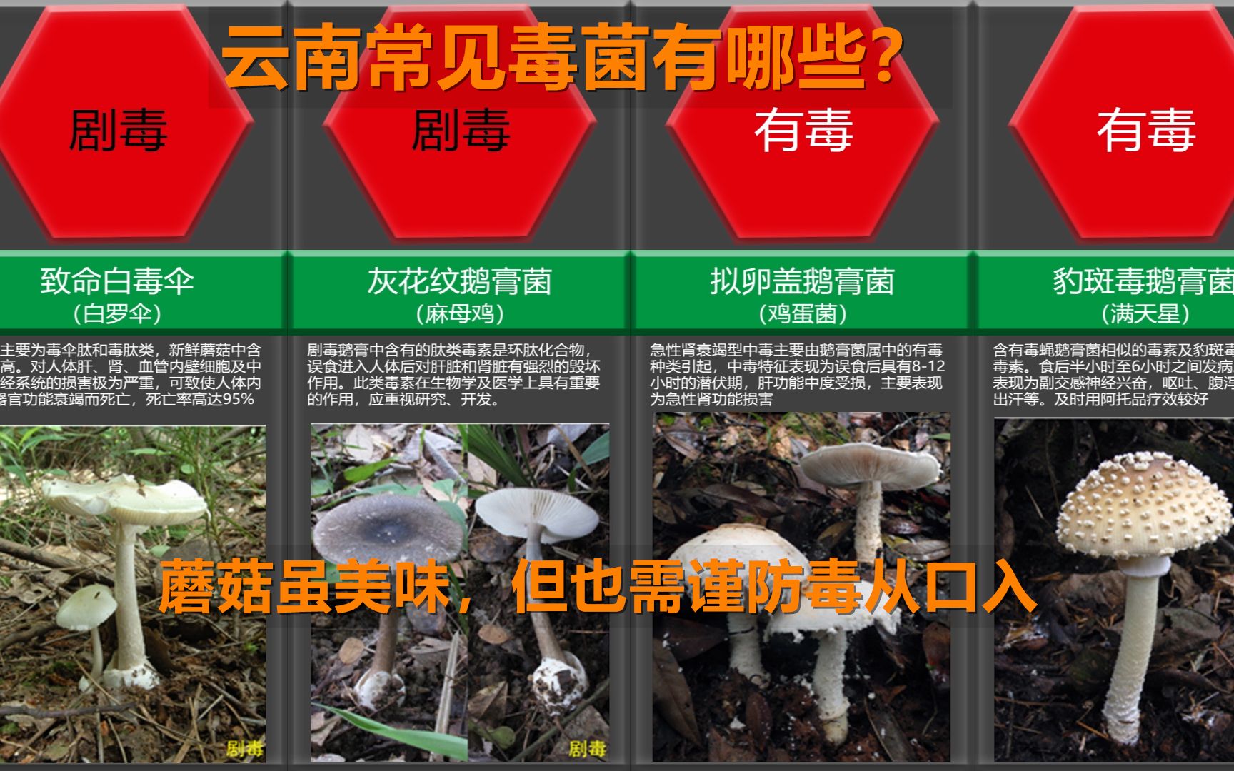 云南常见三十种毒菌蘑菇虽美味但它可能有毒且行且珍惜
