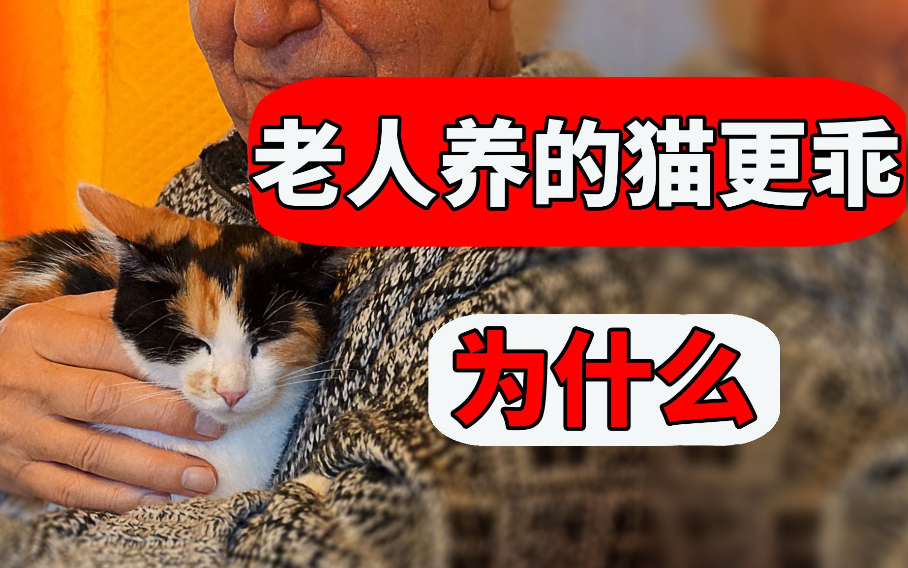 [图]为什么老人养的猫更乖？ 【养猫迷思EP23】