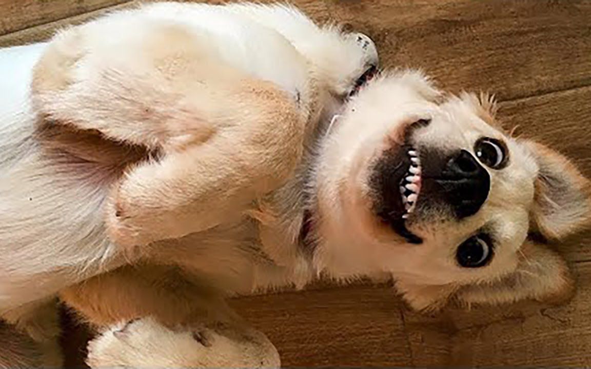 沙雕动物搞笑合集