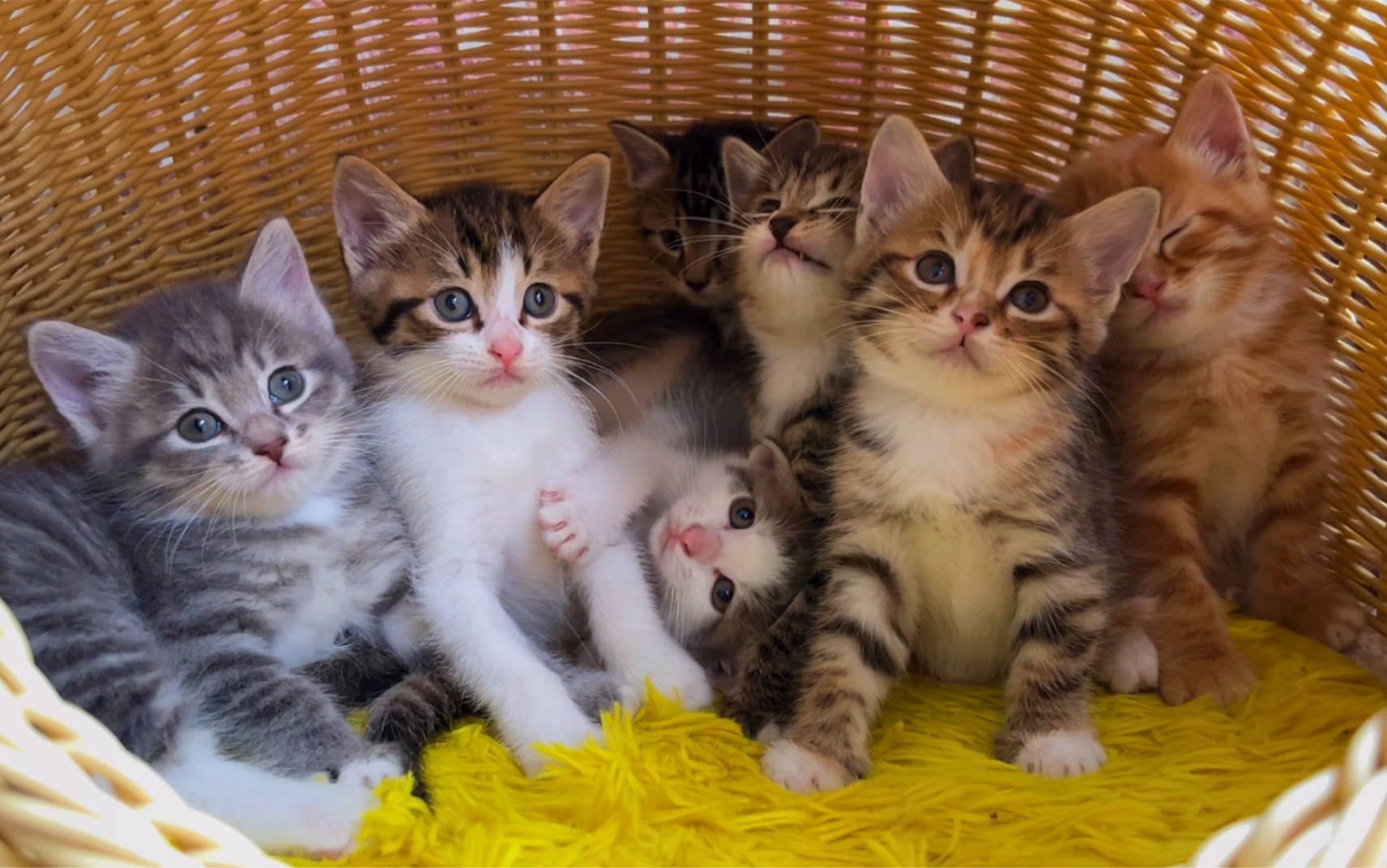 活动  给8只小奶猫合照也太难了,大橘一直打瞌睡