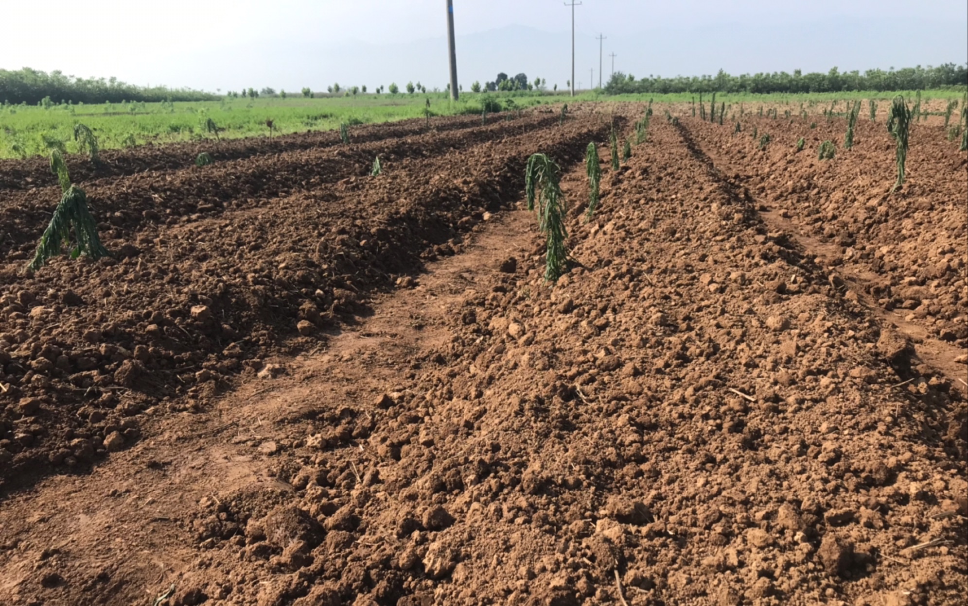 南区菜地 初步起垄 第二天