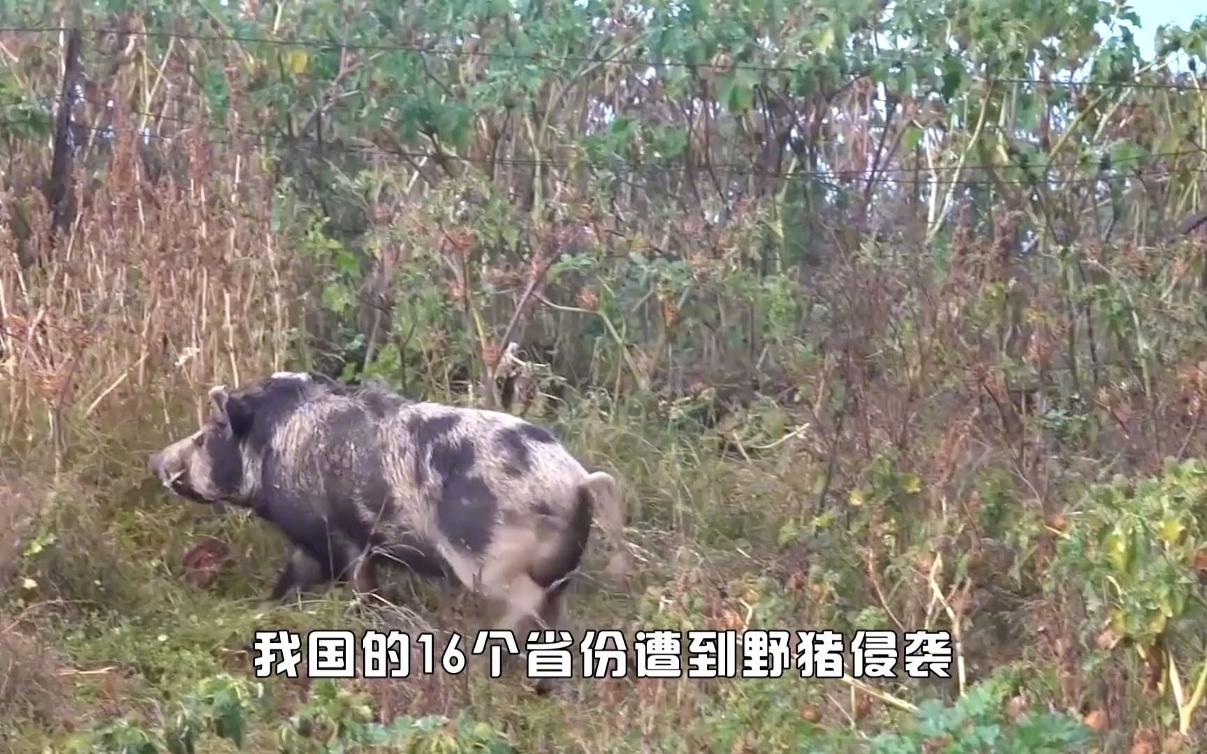 中国野猪泛滥成灾,100万头野猪入侵农村,猎人也不是它们对手
