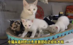 Download Video: 流浪猫一家竟然想一直赖着我，我马上就都给踢出去