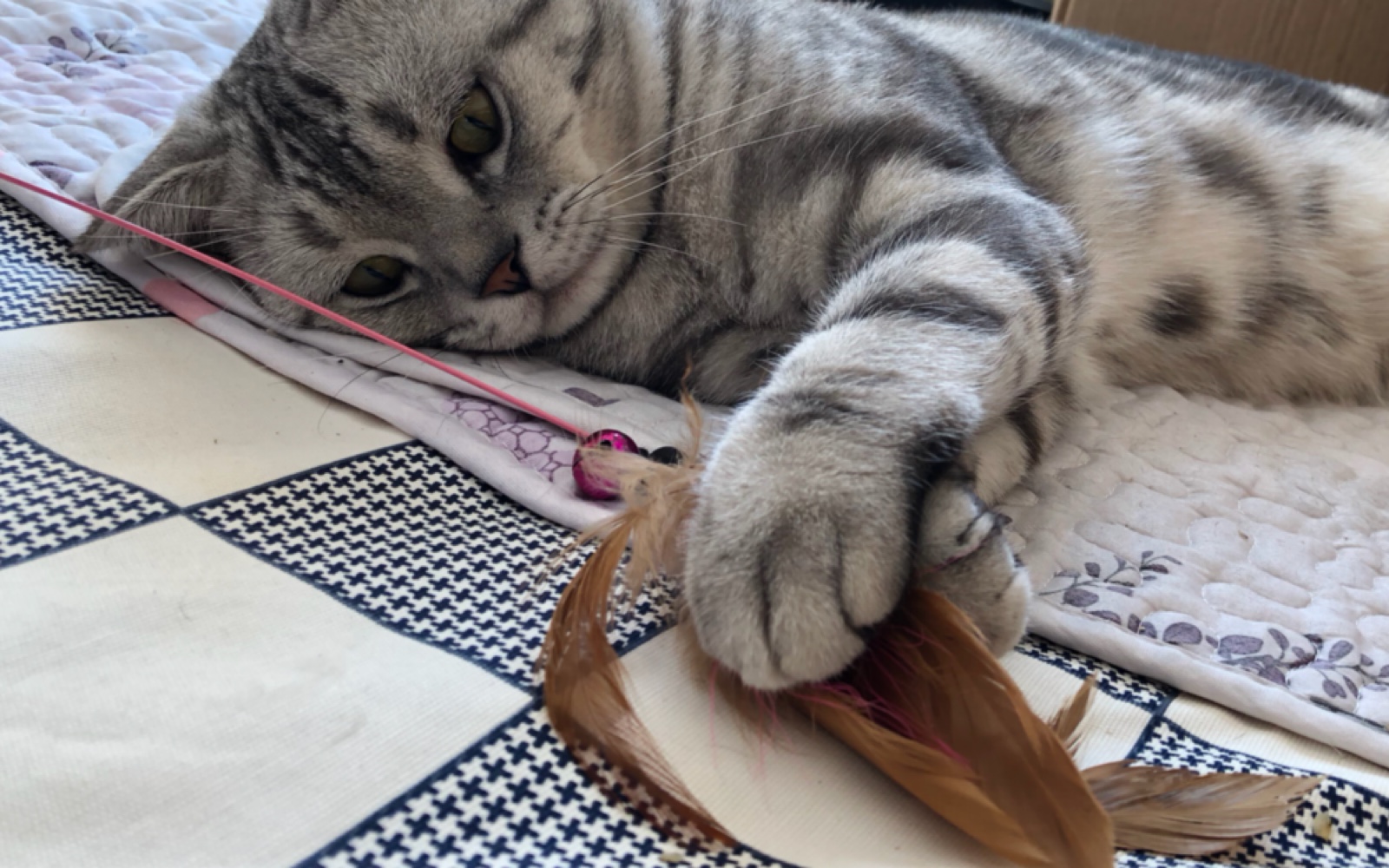 【默片家的猫】在猫儿眼里肥宅是怎样的存在呢?