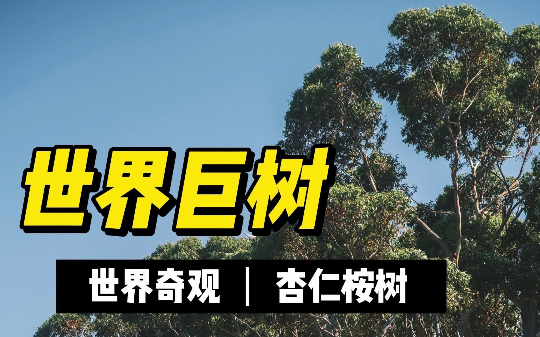 世界奇观|巨树 杏仁桉树