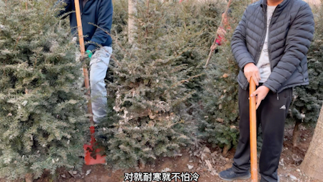 农村大哥家的东北红豆杉黑龙江都冻不死,6年才长一人高,真便宜哔哩哔哩bilibili