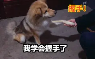 Download Video: 【中华田园犬】叮当三天又学会了握手，加起来不过半小时，学起来真快！