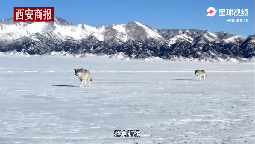 [图]新疆赛里木湖边狼群踏雪而行