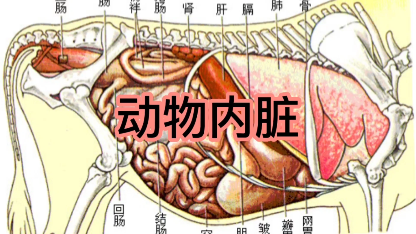 [图]每天学习一分钟---动物内脏